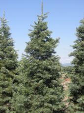 Concolor Fir